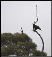 Wedge-tailed eagle in tree