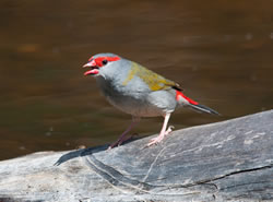 red browed finch x250