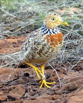 This Plains Wanderer was found at Woodgrove Shopping Centre in Melton earlier this year. The Plains Wanderer is a unique bird found only in native grasslands. It is critically endangered and it depends on native grasslands for its survival!