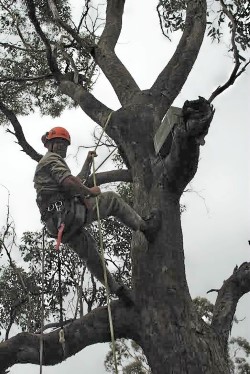 Will Clegg, an arborist at Melbourne Zoo